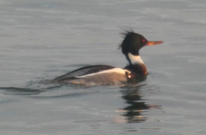 Una piccola anatra sulla foce del torrente Valenzano: ecco lo smergo minore