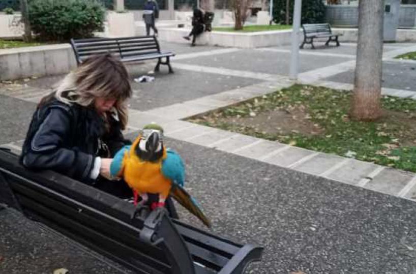Bari, a spasso con un pappagallo: lo scatto in Piazza Cesare Battisti 