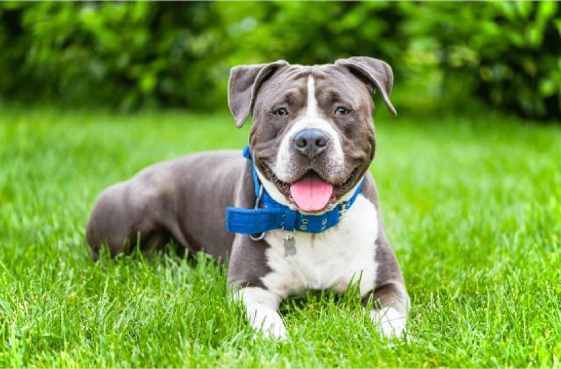 Amstaff fuori controllo a Merine (Lizzanello): donna incinta finisce in ospedale