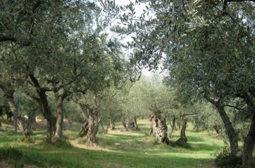 Olio, il piano da mezzo miliardo. Il ministero: &laquo;Ipotesi Autorit&agrave; unica e Zona speciale per la Xylella&raquo;