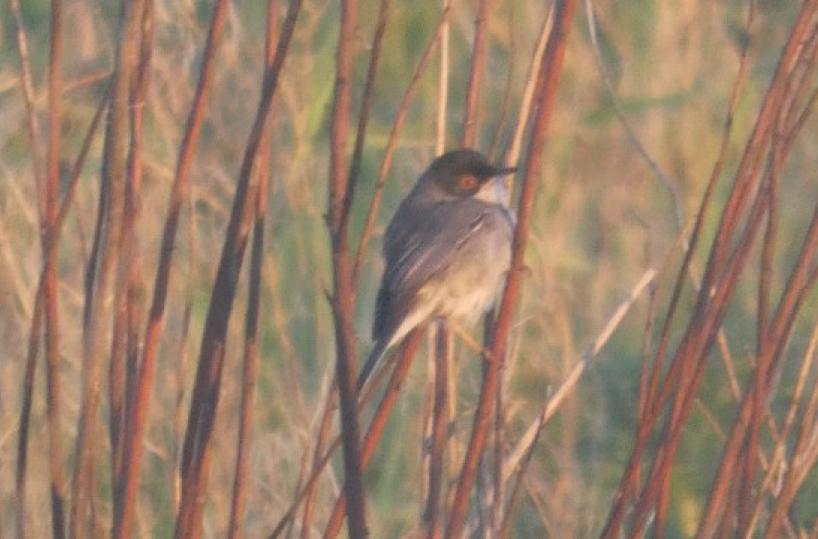Un &laquo;occhiocotto&raquo; si aggira per Bari: ecco la foto del giorno 
