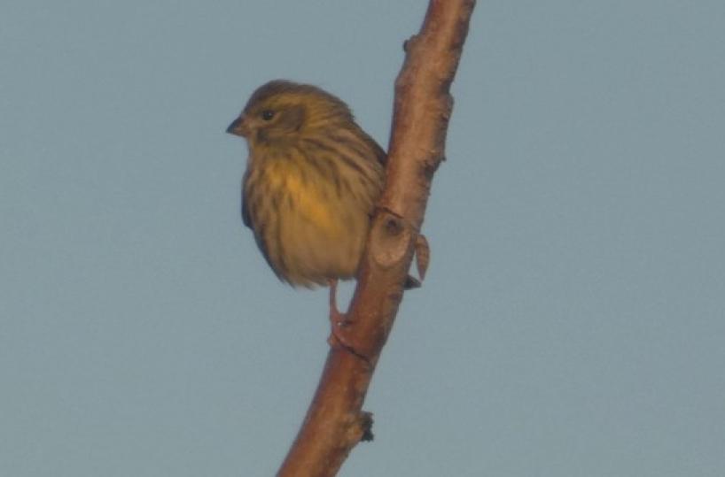 A Bari si respira aria di primavera con l'arrivo del verzellino 