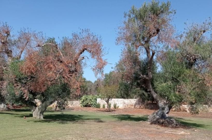Xylella, l'Ue conferma: &laquo;Non ci sono cure per l'epidemia&raquo;. Si pu&ograve; ridurre l'area di taglio intorno agli ulivi infetti