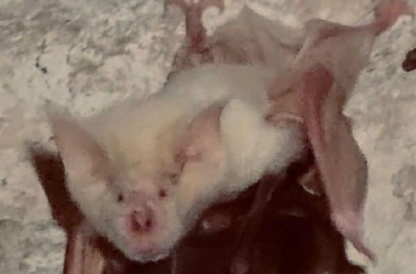 Pipistrello albino &laquo;star&raquo; del Salento: &egrave; il primo caso riscontrato in Italia VIDEO
