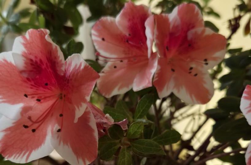 La foto del giorno del 12 aprile 2026