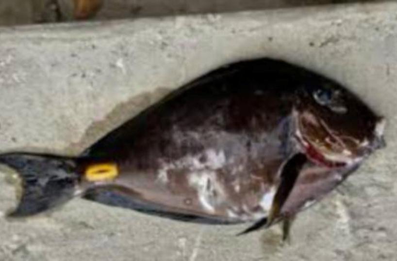 Il pesce con le &laquo;lamette&raquo; della Liberia arriva nel mare Adriatico: pu&ograve; causare ferite profonde agli umani