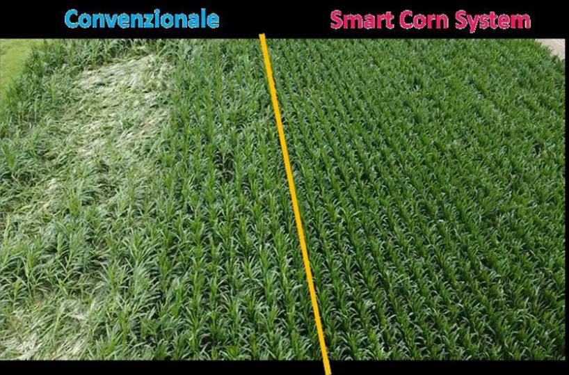 Preceon, il futuro del mais si sviluppa con Bayer in Italia