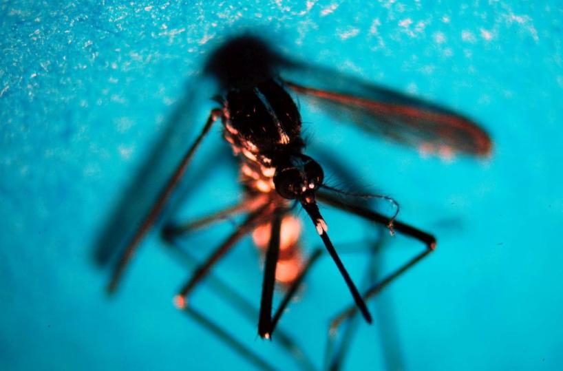 Da inizio anno in Italia 647 casi di infezione da West Nile, 47 decessi