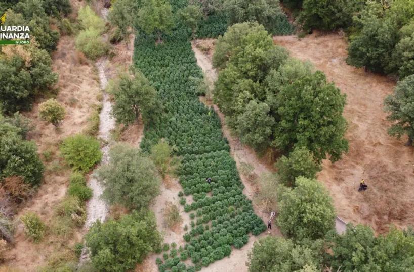 Sequestrate nel Nuorese due tonnellate e mezzo di droga
