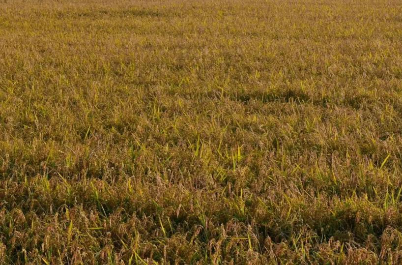 Agricoltura, Assofertilizzanti “Da stop urea rischio perdite fino a 45%”