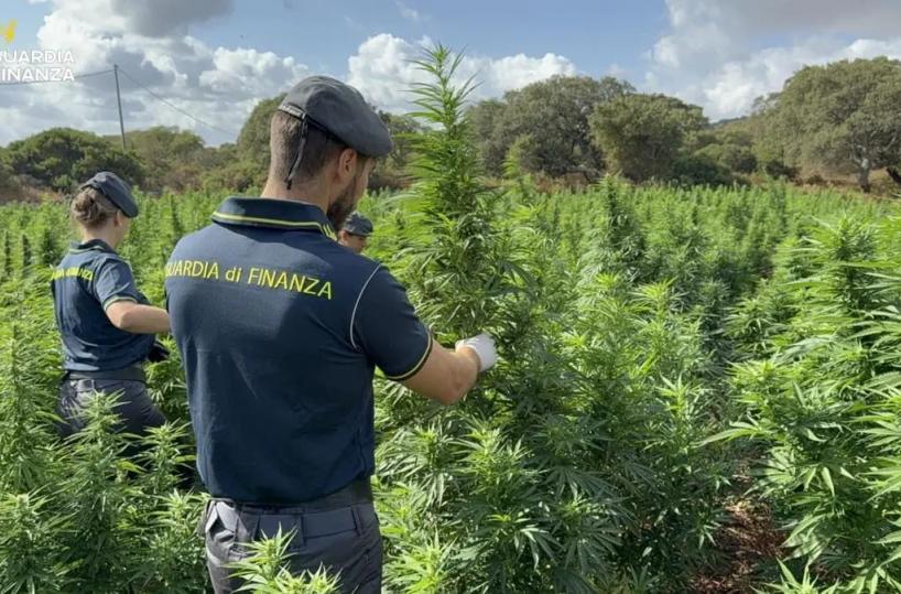 Scoperta nel Sassarese maxi piantagione di marijuana da 4.600 piante