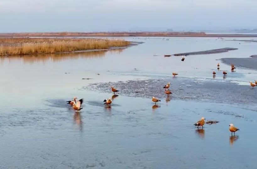 Cina, parco naturale nel Ningxia diventa un paradiso per gli uccelli migratori