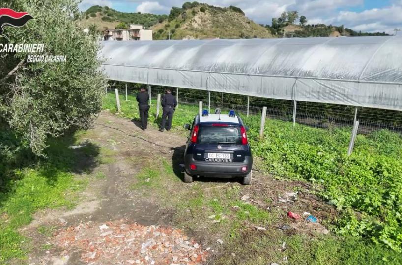 Scoperte nel reggino 35 mila metri quadrati di serre abusive in area protetta