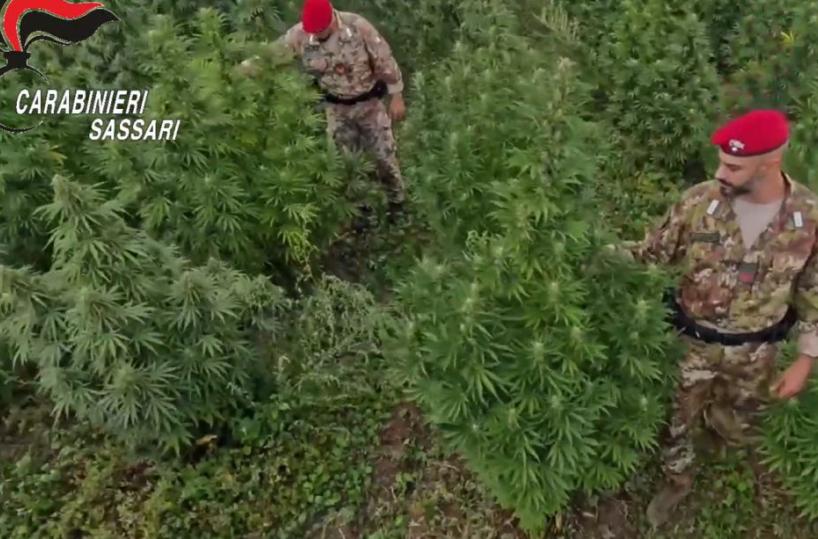 Blitz antidroga in Sardegna, 21 misure cautelari