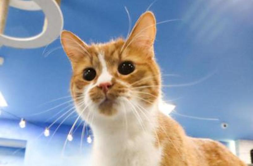 Forasacchi, attenti agli occhi del gatto