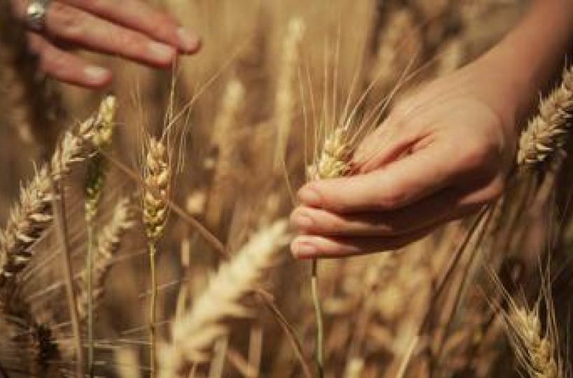 Mondelez, Mangiarotti: "Con Harmony supportiamo introduzione di tecniche di agricoltura rigenerativa"