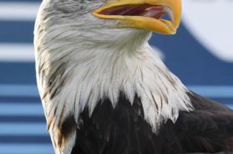 Garruto si scusa sui social, "Grazie alla Lazio per la fiducia". Oltre 34mila voti per nuovo nome all'Aquila della Lazio