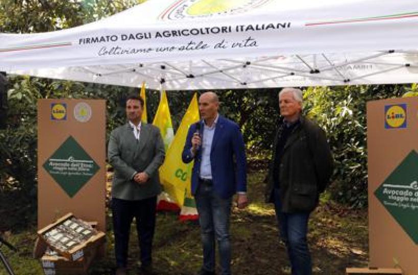L'avocado siciliano conquista gli store Lidl Italia