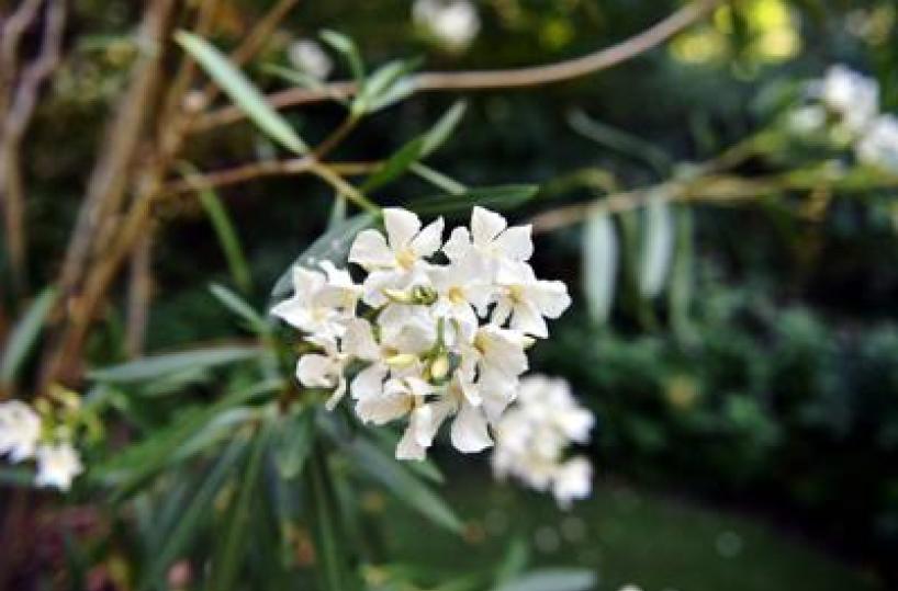 Oleandri, anche il fumo è killer: il caso di 76 bovini morti