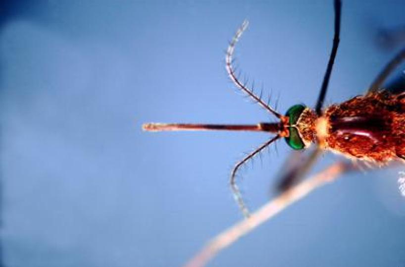 Infettivologi, 'con cambio clima virus tropicali endemici'