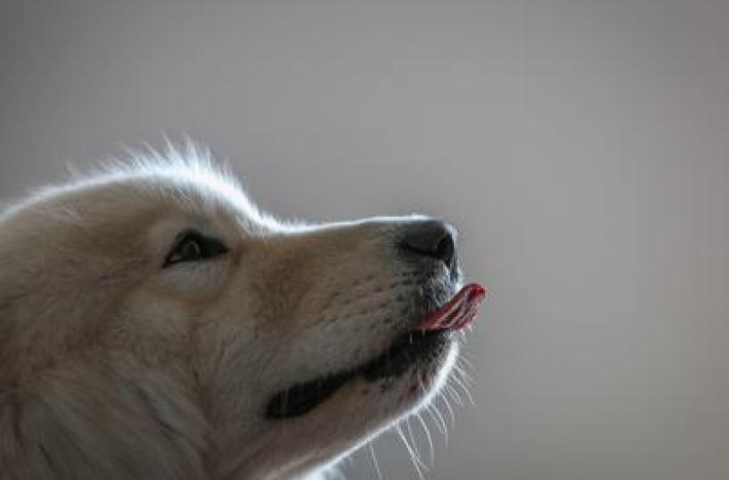 Imparare nuove parole origliando i padroni, ecco i cani con 'il dono': lo studio