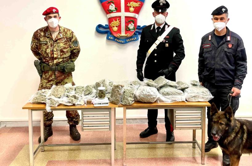 Barletta, sequestrati 8 kg di marijuana: scovati dal fiuto del cane Zilo 