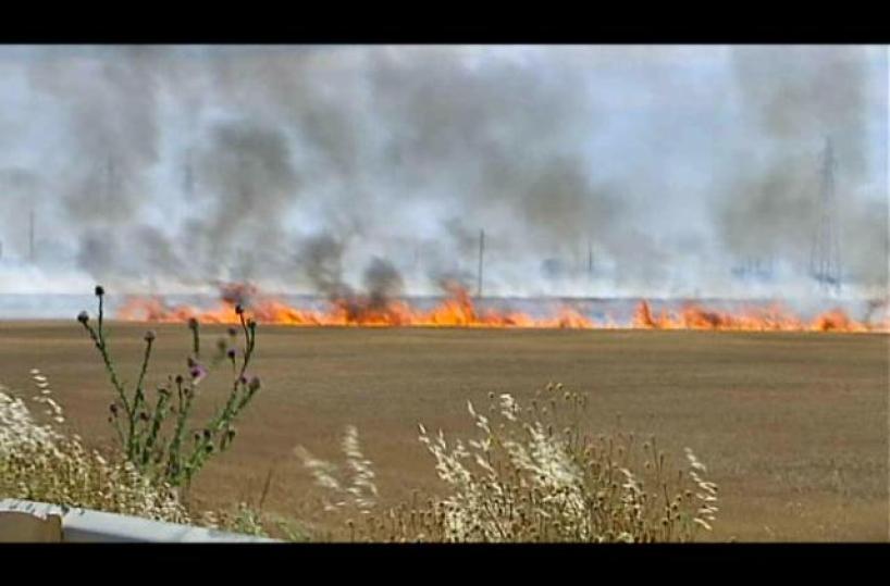 Foggia, in fumo decine di ettari di grano, Coldiretti Puglia: «Colpa della criminalità»