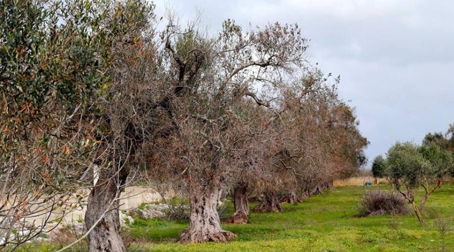 Sull&rsquo;emergenza Xylella la frammentazione fondiaria &egrave; un nodo che non vediamo