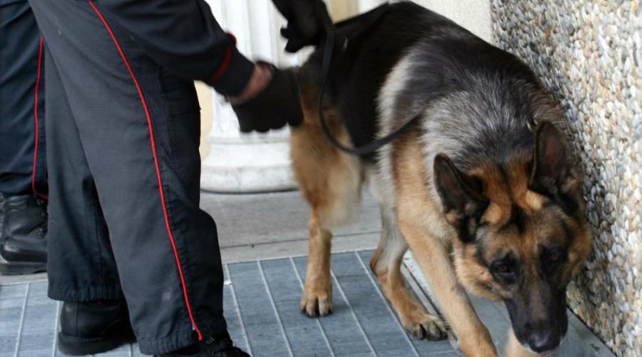 Quando la prostata di Fido non funziona