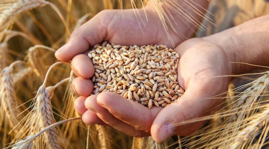 A Bari siglato un accordo di filiera per la tutela del grano