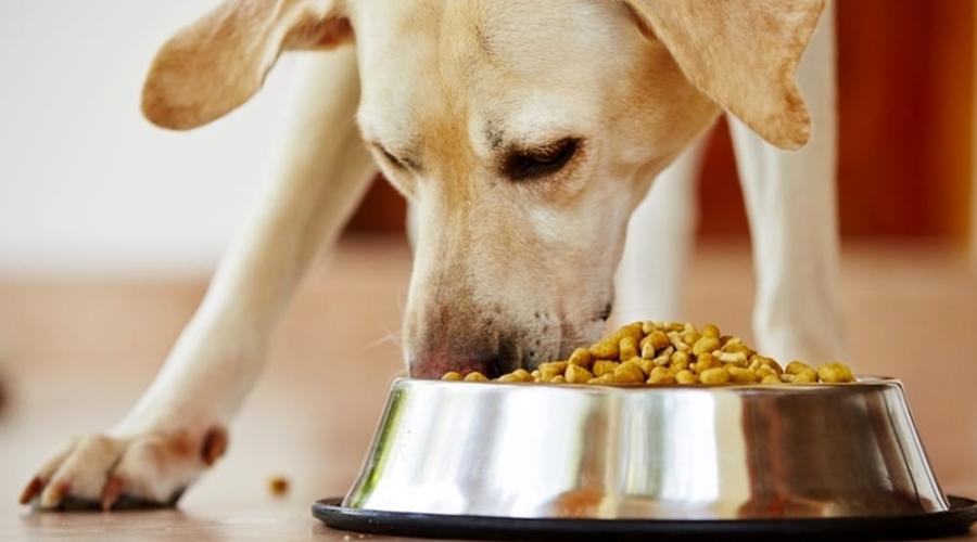 Mastocitoma cutaneo che fare per cane e gatto