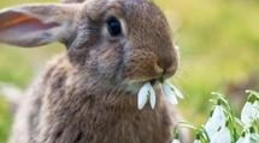 Come convivere con un coniglietto