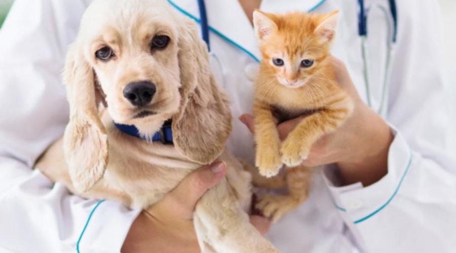 Le infiammazioni silenti di cani e gatti