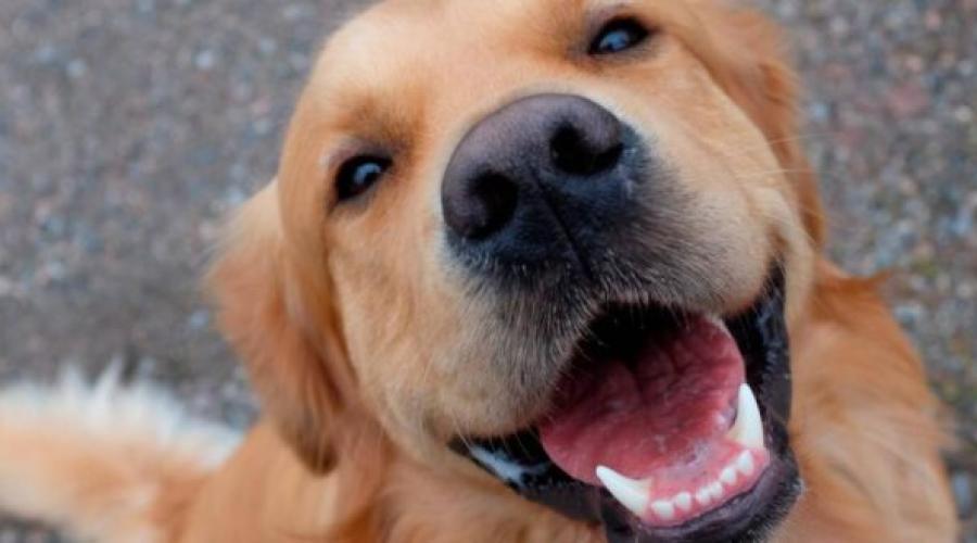 La tiroide del cane, controlli e sintomi