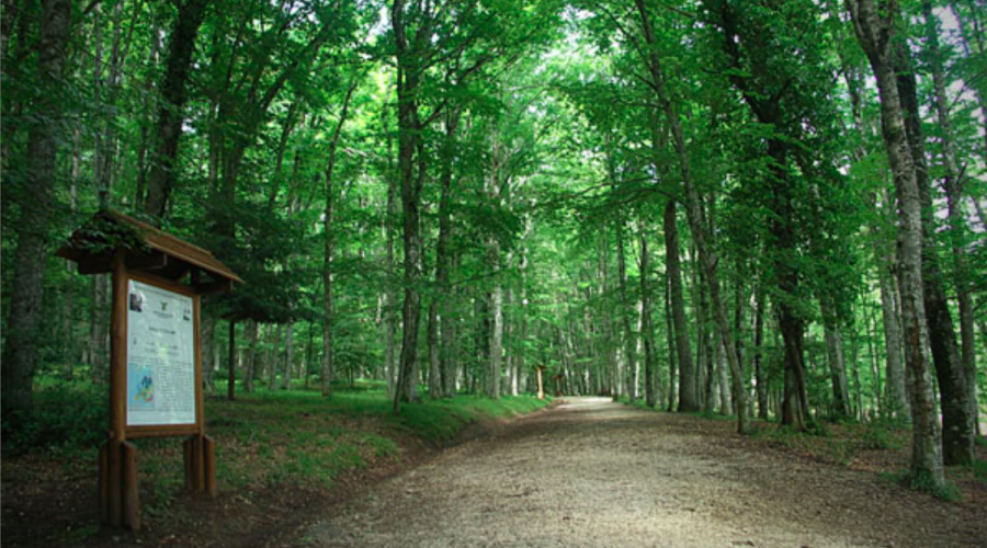 Il solstizio d&rsquo;inverno nella magia della natura