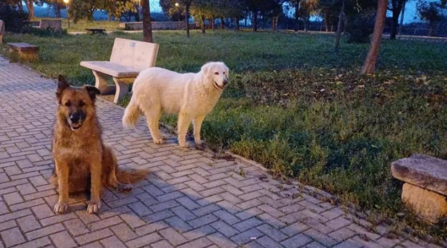 I randagi Billy e Bianca uccisi con ferocia e la misura della civilt&agrave;