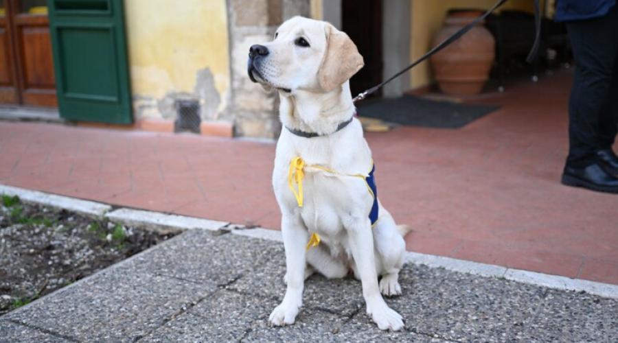 Il diabete colpisce anche cani e gatti