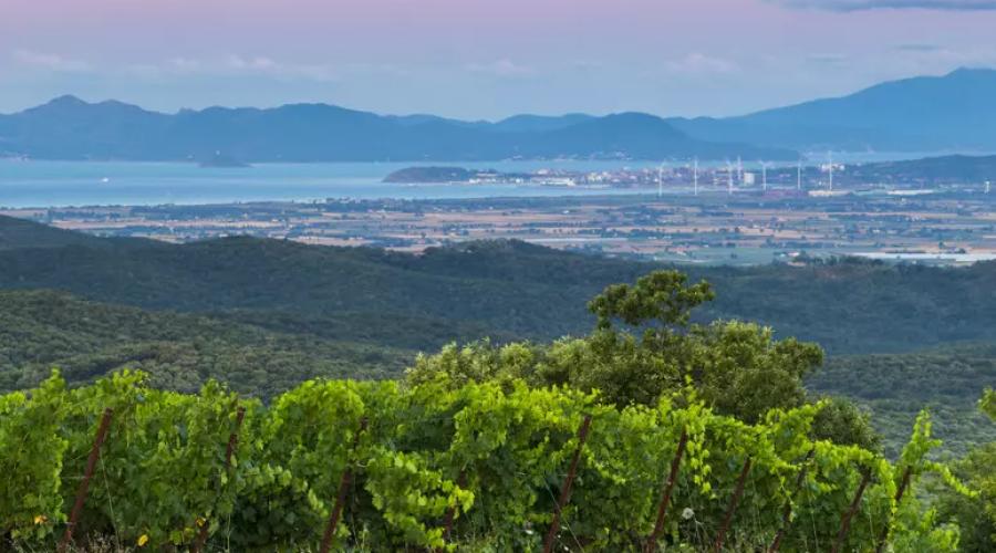 Montebamboli, dove i vigneti puntano in alto: ecco una possibilit&agrave;̀ diversa di interpretare la Costa Toscana