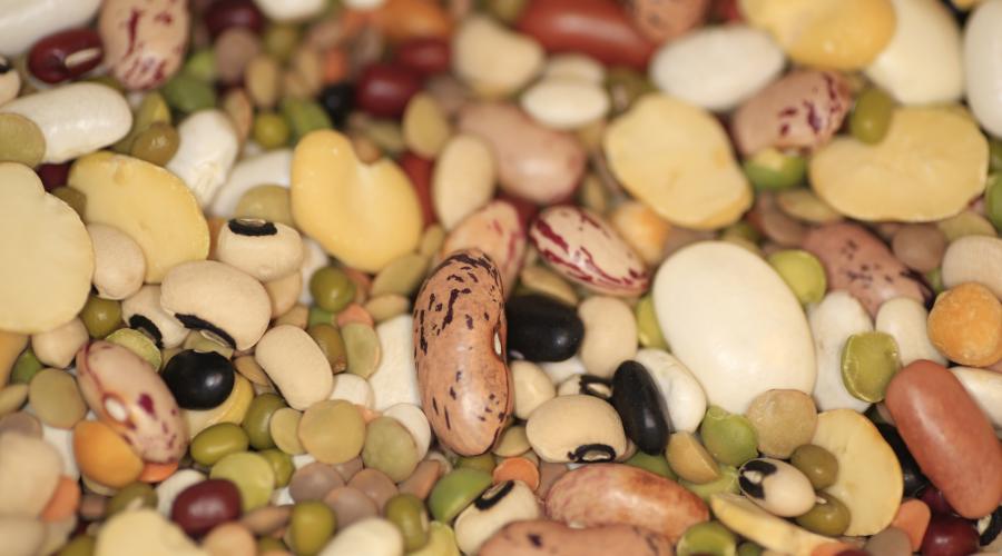 Il 10 febbraio &egrave; la giornata mondiale dei legumi: la Puglia ne &egrave; la patria con una produzione annua di oltre 900mila quintali