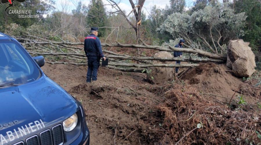 Estirpavano alberi alti 10 metri in Calabria per piantarli nelle ville del Salento: i forestali scoprono un cantiere abusivo