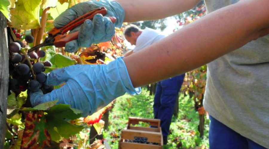 Progetto &ldquo;ReGeViP&rdquo;, quei vitigni custodi dell&rsquo;identit&agrave;