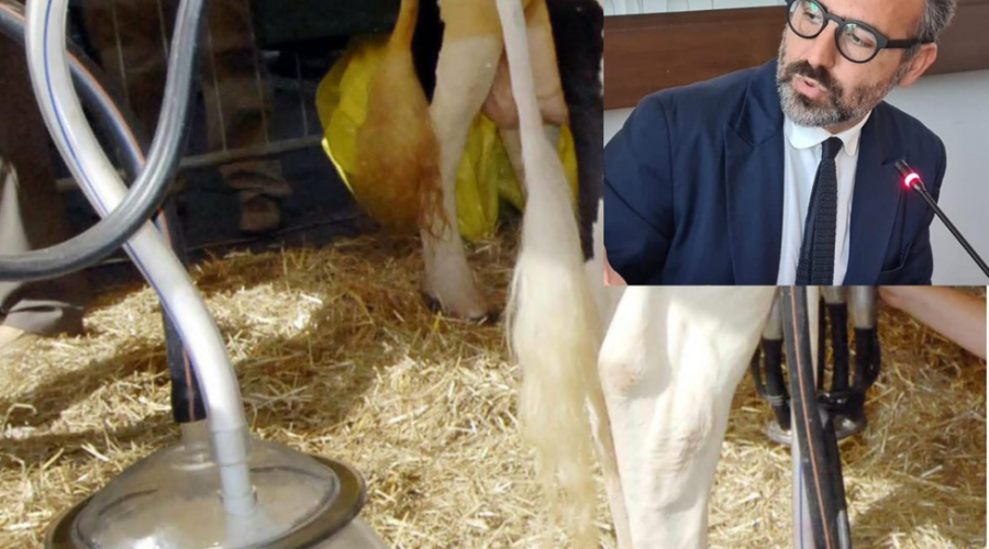 Puglia, raggiunta l'intesa sul prezzo del latte: 51 centesimi a litro. I produttori: non copre i costi