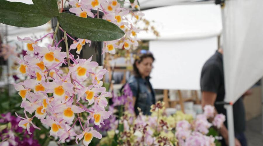 Guerra in Iran, anche gli imballaggi impennano: &laquo;Il florovivaismo &egrave; in difficolt&agrave;&raquo;