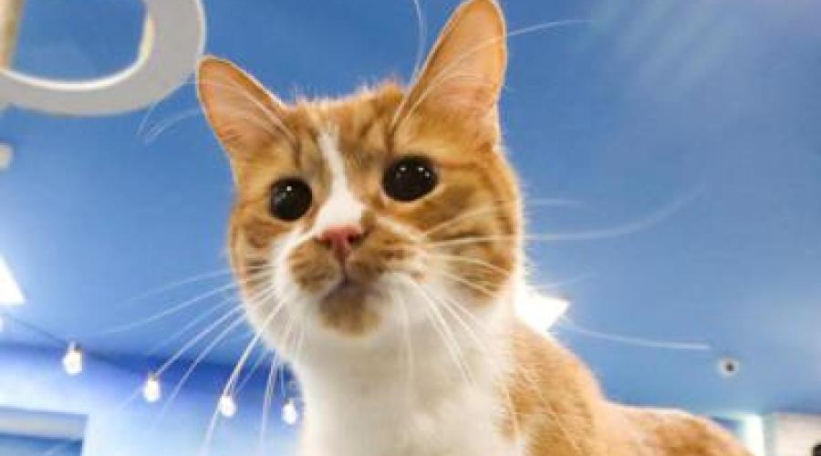 Quando il gatto soffre di iperaldosteronismo