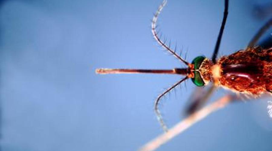 Infettivologi, 'con cambio clima virus tropicali endemici'