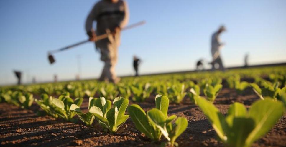 Puglia, sempre più giovani scelgono di lavorare nell’agricoltura