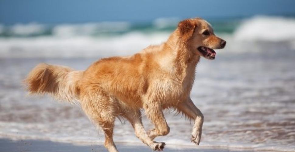 cane in spiaggia