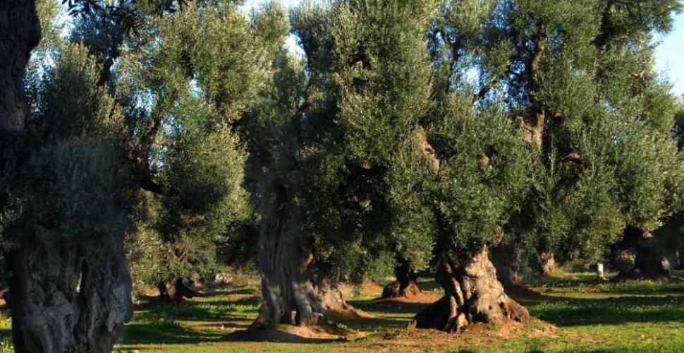 L'allarme di Coldiretti: «In Puglia scomparso 1/3 degli ulivi monumentali»
