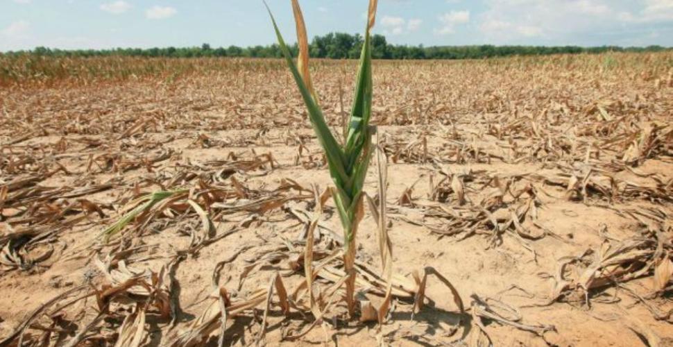 siccità nei campi