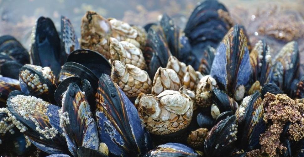 Giornata della Terra 2022: «Cozze e vongole sopravviveranno anche al riscaldamento globale»